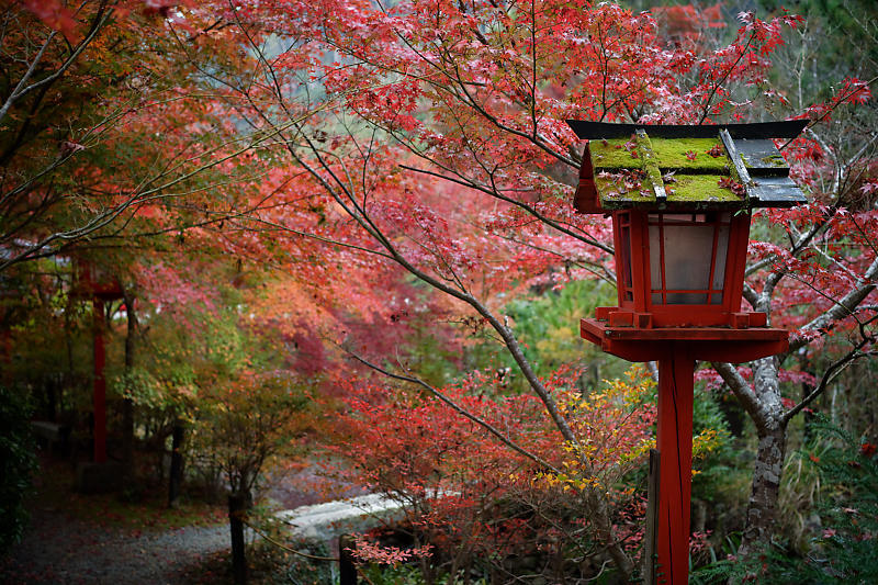 2018京都の紅葉・亀岡 鍬山神社_f0032011_19512797.jpg
