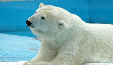 メキシコ・モレリア市のベニート・フアレス動物園のユピクが亡くなる ～ \"Adiós Yupik...\"_a0151913_243396.jpg