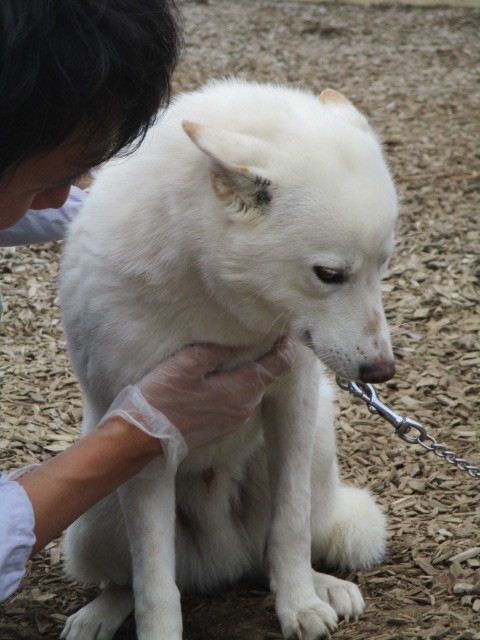 11/13センターレポート　別室　　　　　５頭_f0078320_01324000.jpg