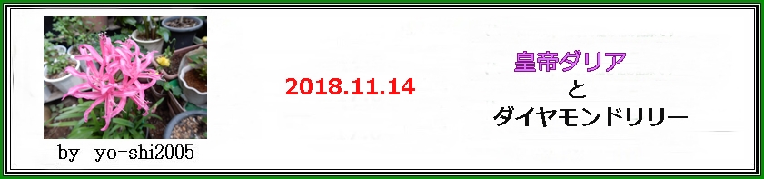 皇帝ダリアとダイヤモンドリリー_e0033229_17365718.jpg