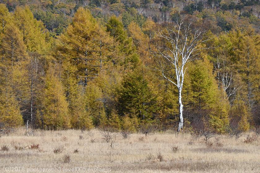 奥日光 小田代原 3 草紅葉と小田代湖_e0362037_20023714.jpg