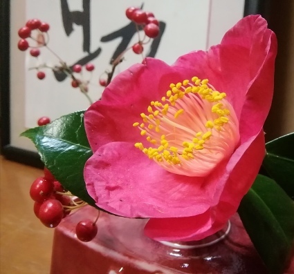 紅妙蓮寺、赤く咲く…　_b0368362_20422435.jpg