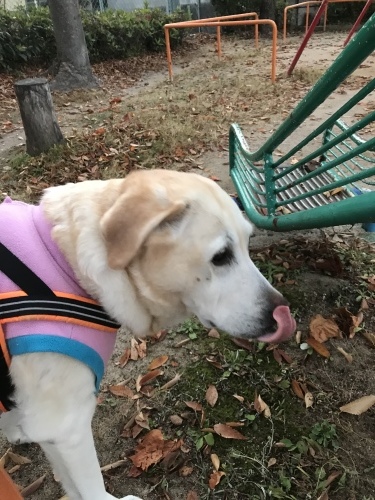 f0315081_21373021.jpeg