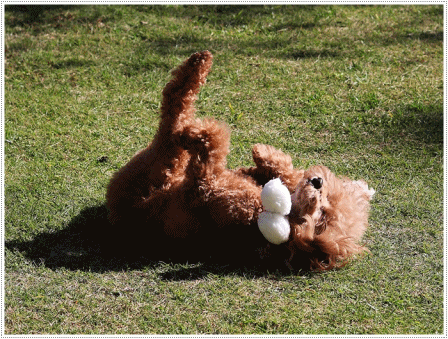 b0175688_20502989.gif