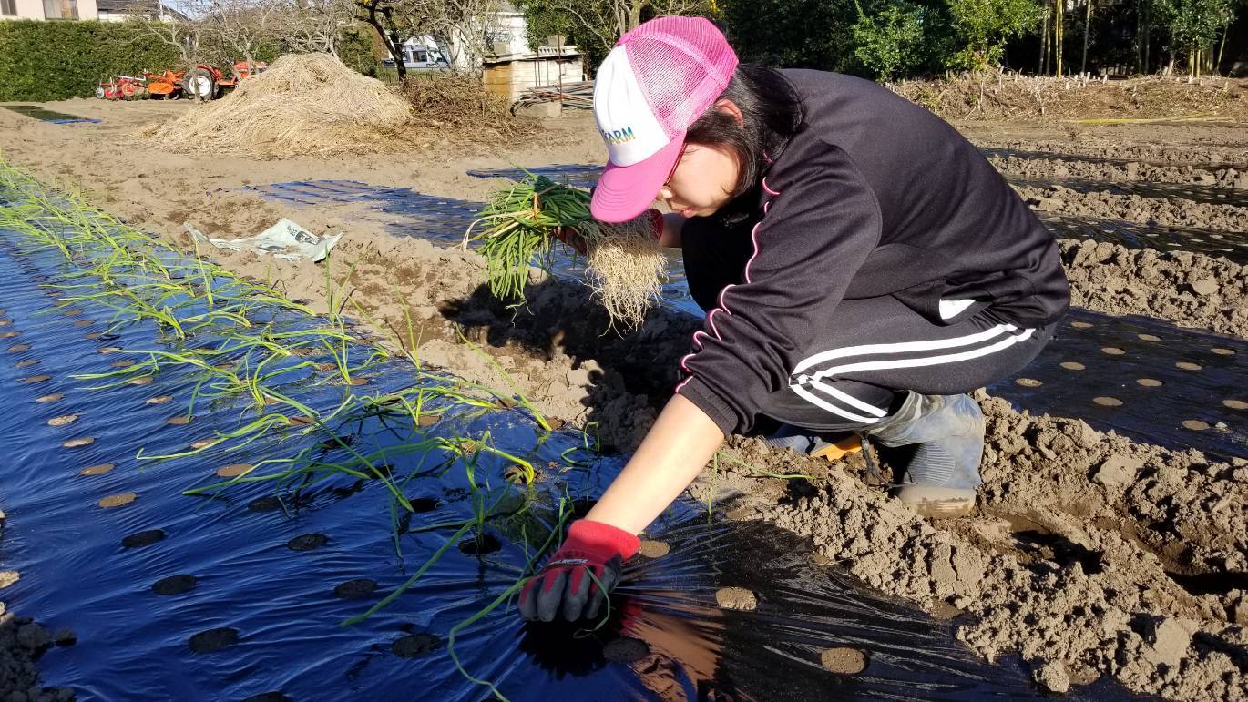 「お爺様から孫へ」落花生の殻割作業・農福連携2件の請負作業_e0270198_16335364.jpg