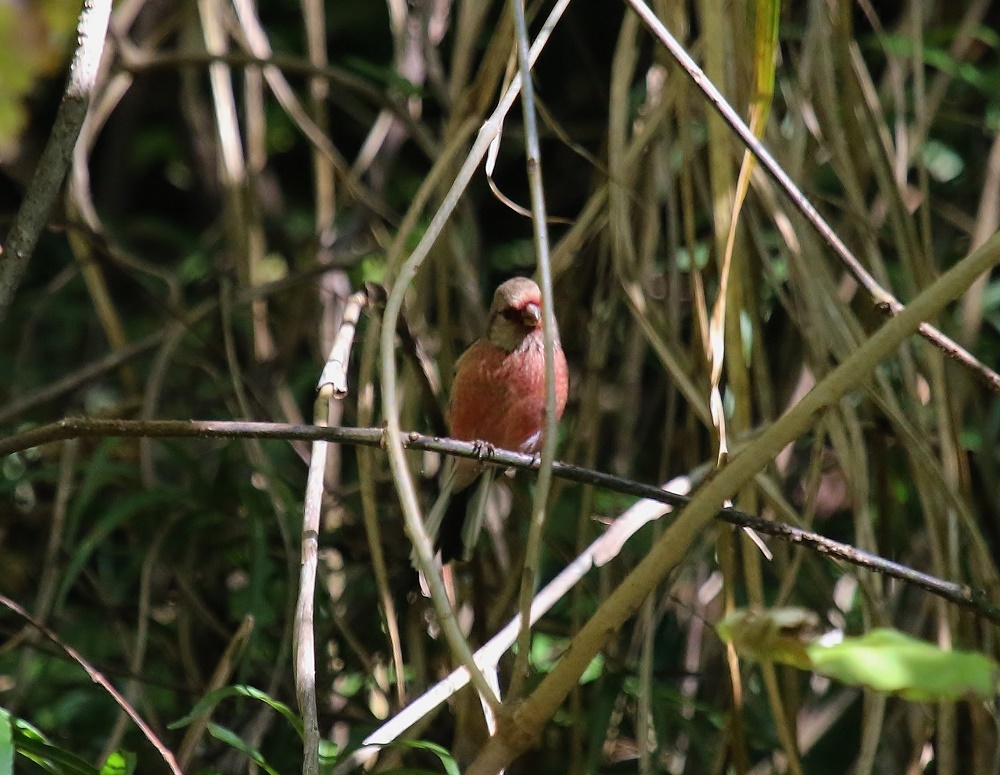 探鳥、結果は、、_f0305401_16364207.jpg