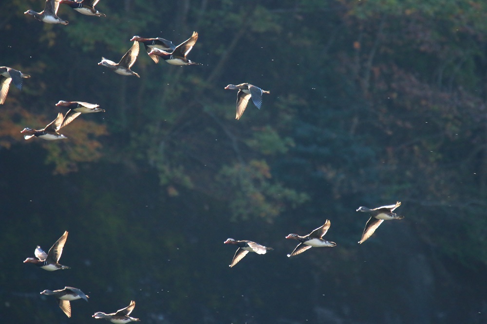 探鳥、結果は、、_f0305401_16371196.jpg