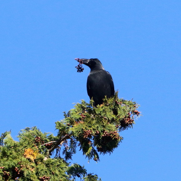 カラス山椒の実を咥えたカラスは紋次郎風_d0346713_20472252.jpg