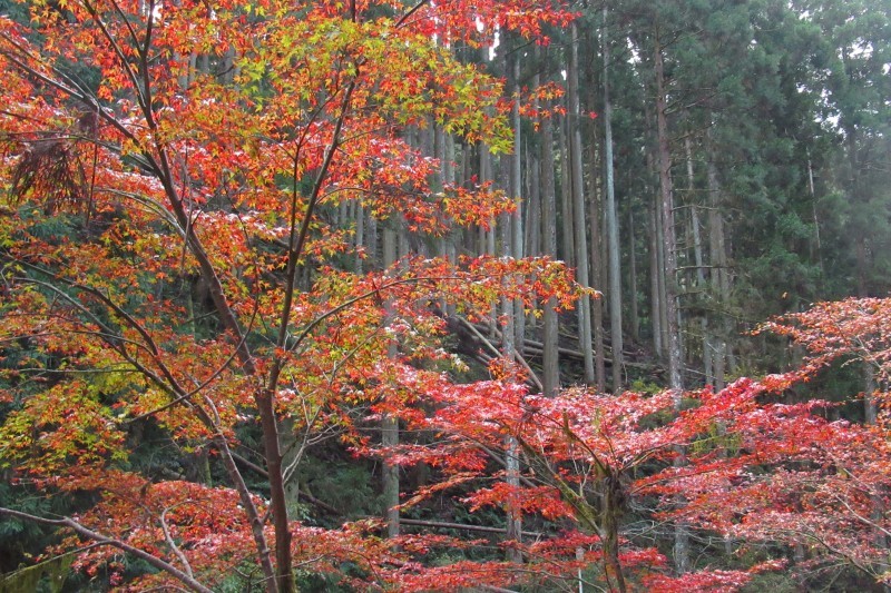 貴船神社 紅葉盛りに_e0048413_15533606.jpg