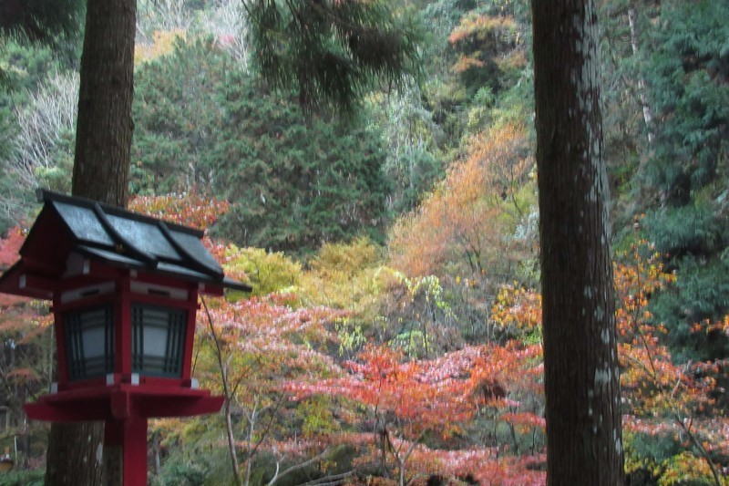 貴船神社 紅葉盛りに_e0048413_15535281.jpg