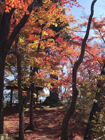 沼田公園　紅葉　_e0247013_15513342.jpg