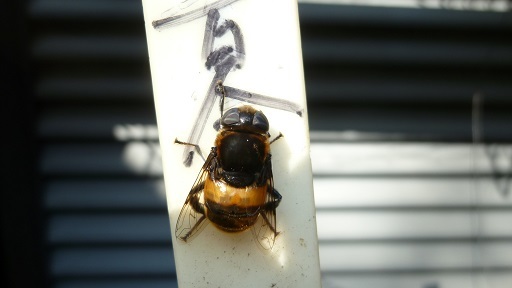 f0000521_21043595.jpg