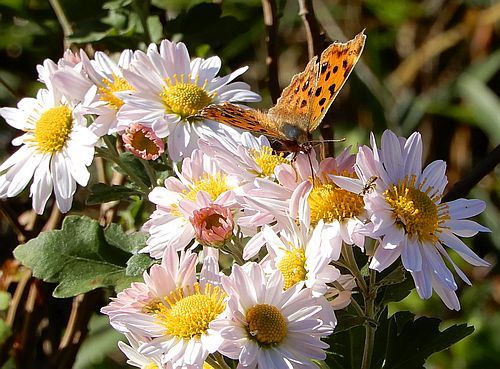 e0108126_15540920.jpg