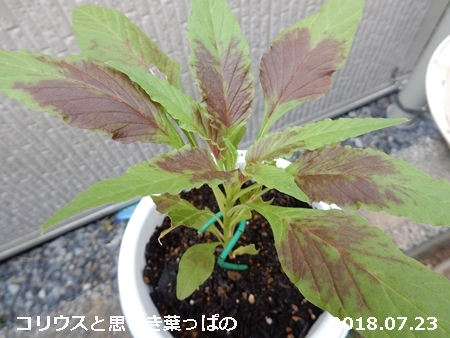 観葉植物転じて食用植物 自然とともに生きる 観葉植物転じて食用植物 自然とともに生きる