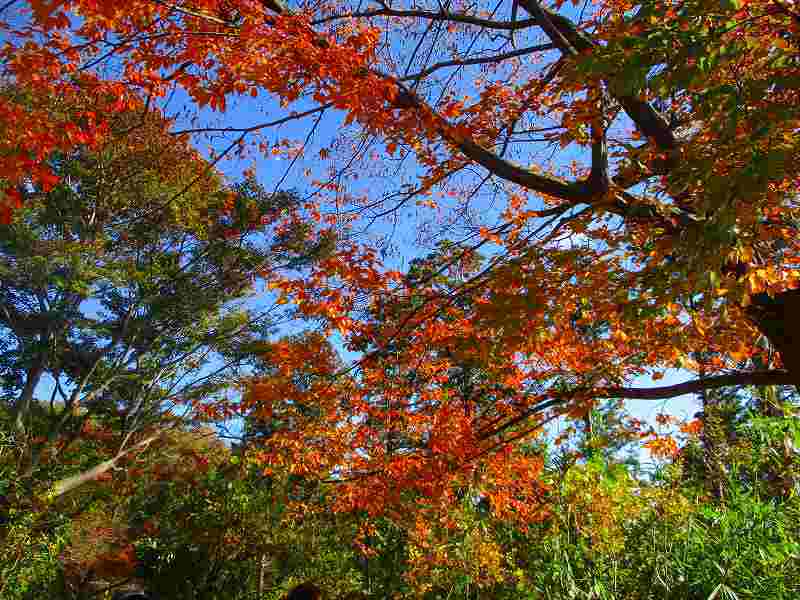 高尾の紅葉狩りはところどころ。_d0000031_19064542.jpg