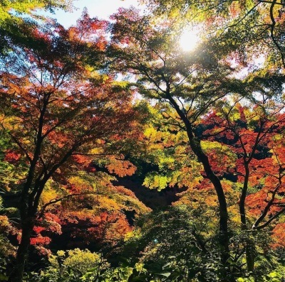 【紅葉・松島】扇谷の秋。_e0353732_22225737.jpg