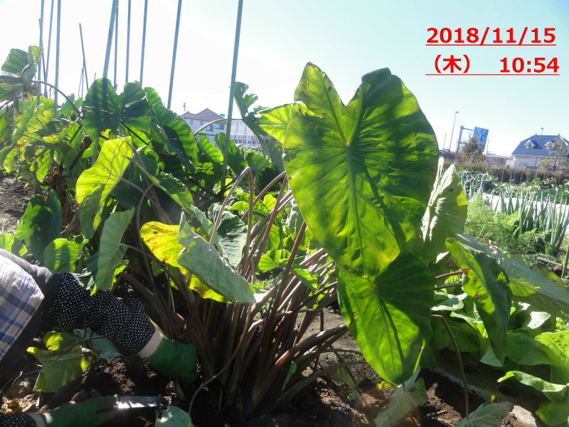 ヤツガシラの掘り出しを見学 やさい畑につかまって The Catcher In The Yasai Fields ヤツガシラの掘り出しを見学 やさい畑につかまって The Catcher In The Yasai Fields