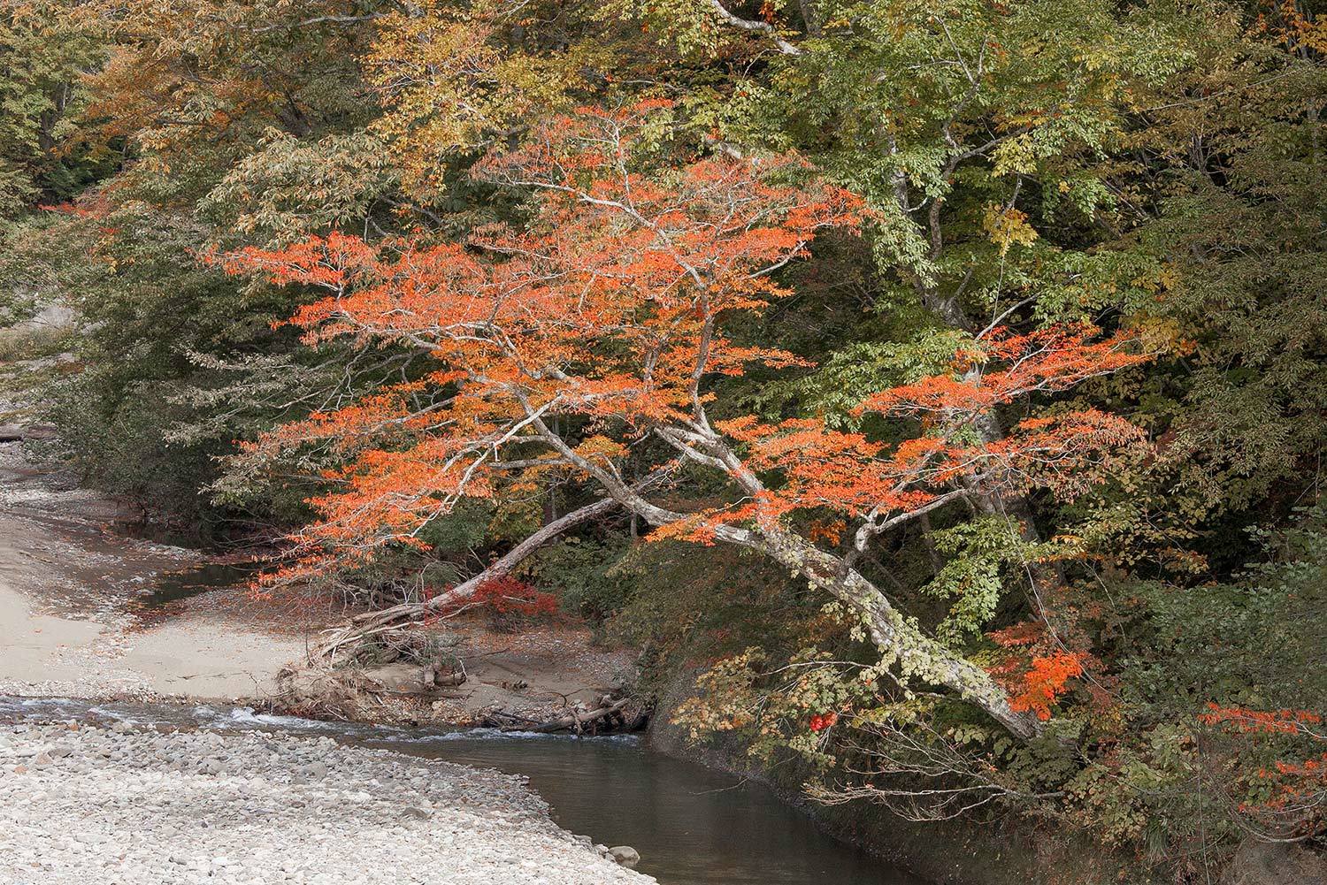 戸隠高原 奥裾花渓谷の紅葉 ２_f0160440_11472497.jpg