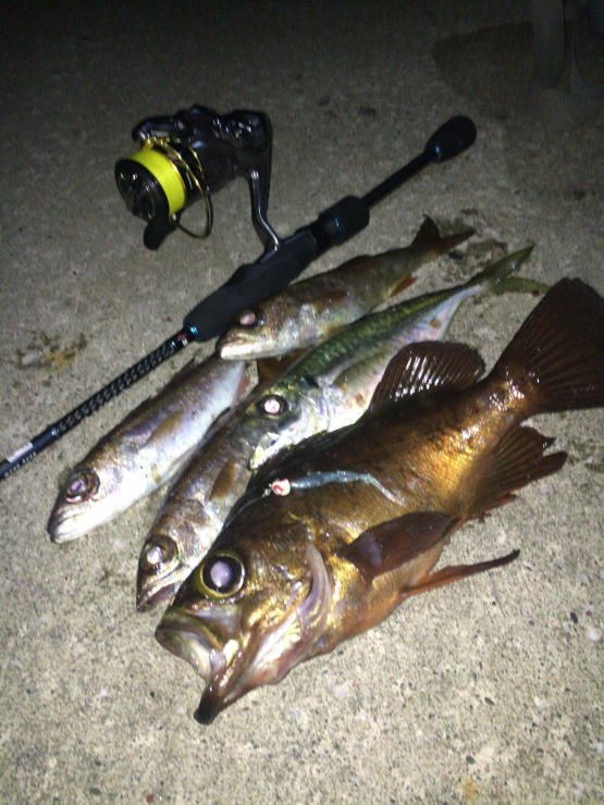 Ajーrでの五目釣り 千葉 房総 アジングオカッパリレポート 18 11 14 Salty Club Supported By Bait Breath