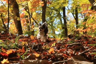 c0145250_10250817.gif