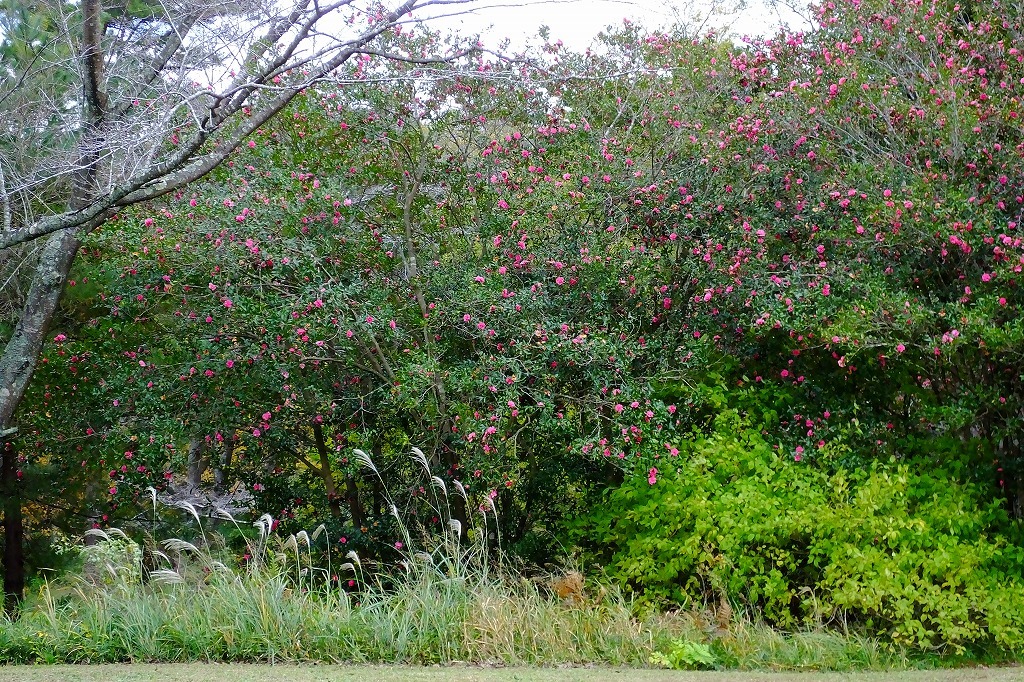 b0236251_11332908.jpg