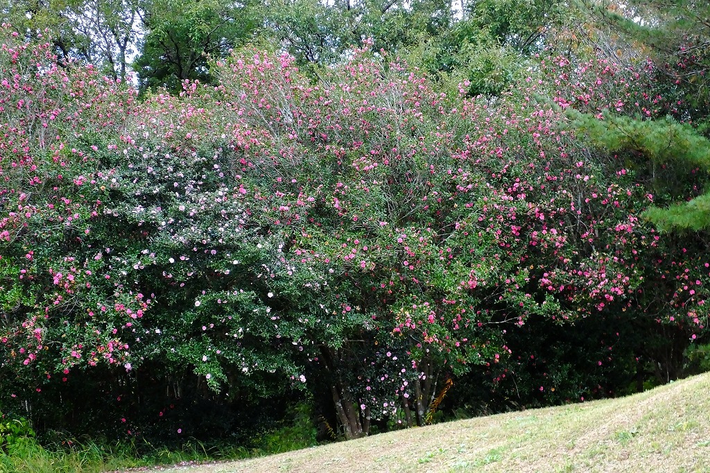 b0236251_11333449.jpg