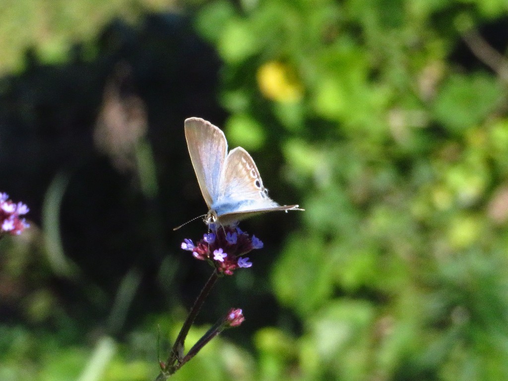a0018655_09553934.jpg
