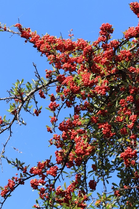 a0248459_14511063.jpg