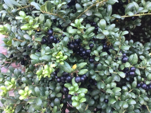 a0053063_22060292.jpeg