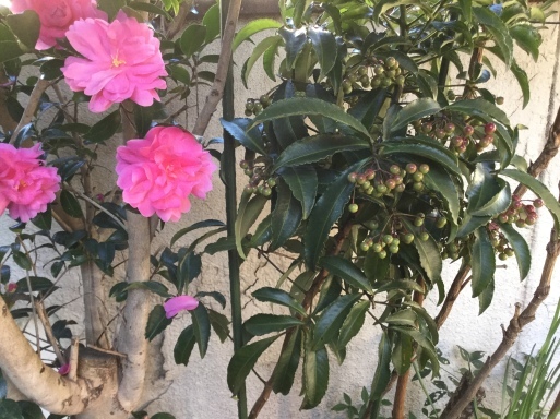 a0053063_22105119.jpeg