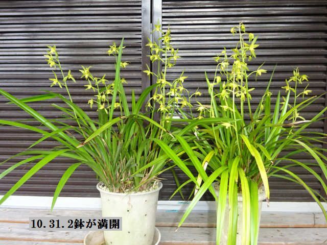 2018白花報才ラン絢爛開花_d0001763_12311019.jpg