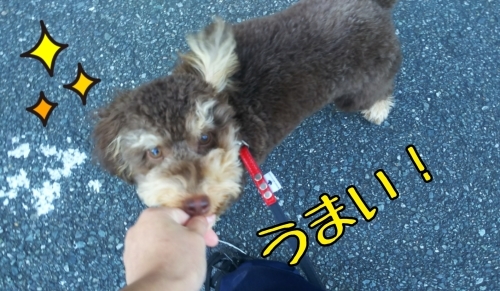 トレーニングブログ_f0357682_20510944.jpg