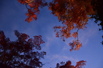 高野山の紅葉_c0229483_035186.jpg