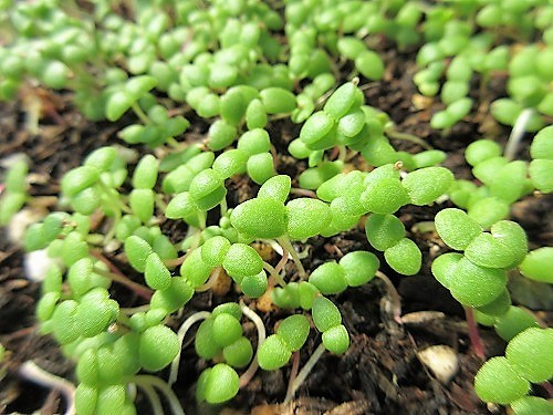 リビングストンデージーとマウンテンフロックスの発芽、移植_b0182884_21174267.jpg