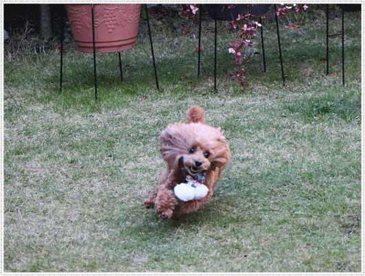 b0175688_20055810.gif