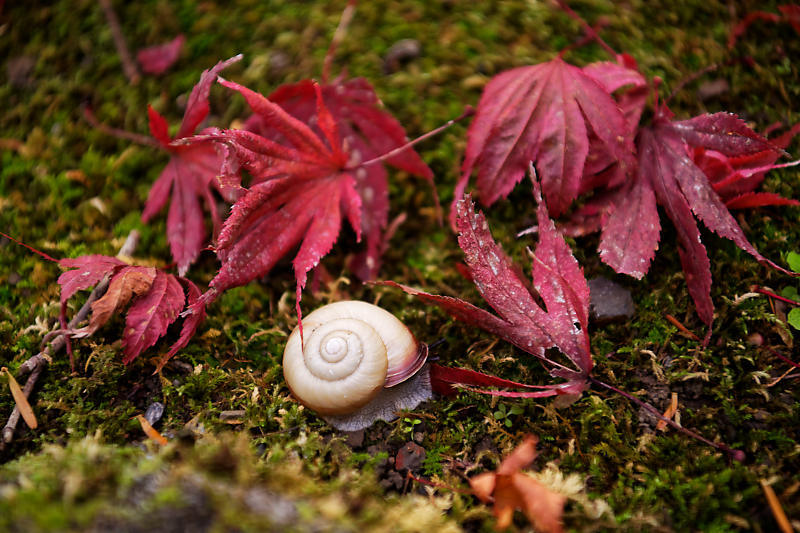 2018京都の紅葉・亀岡　苗秀寺　其の一_f0032011_19344011.jpg