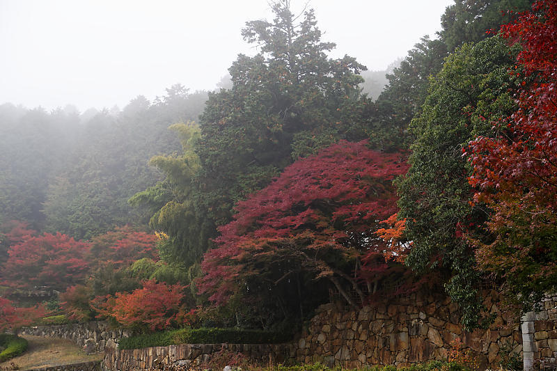 2018京都の紅葉・亀岡　苗秀寺　其の一_f0032011_19344121.jpg