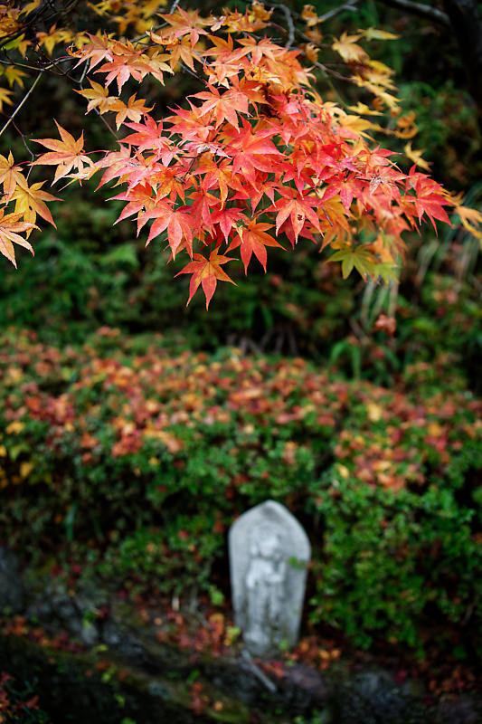 2018京都の紅葉・亀岡　苗秀寺　其の一_f0032011_19364372.jpg