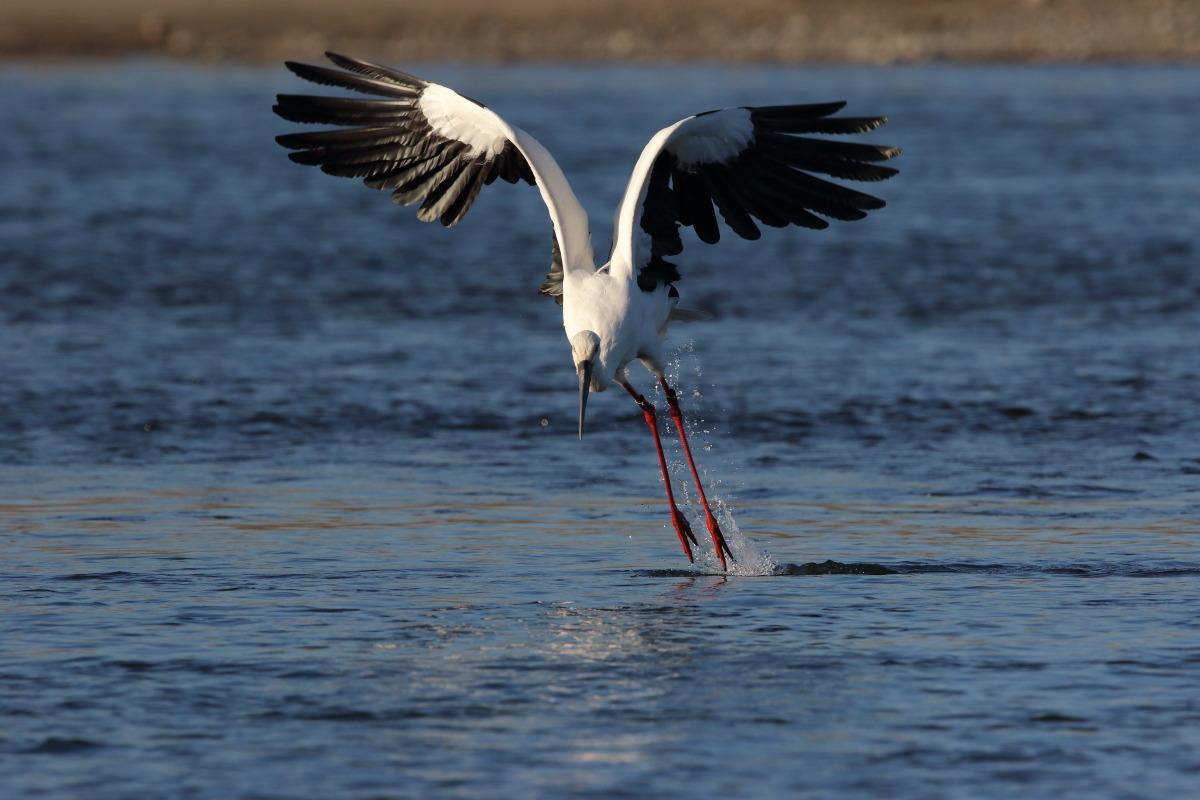 コウノトリ 感激の再会_f0369315_20162892.jpg