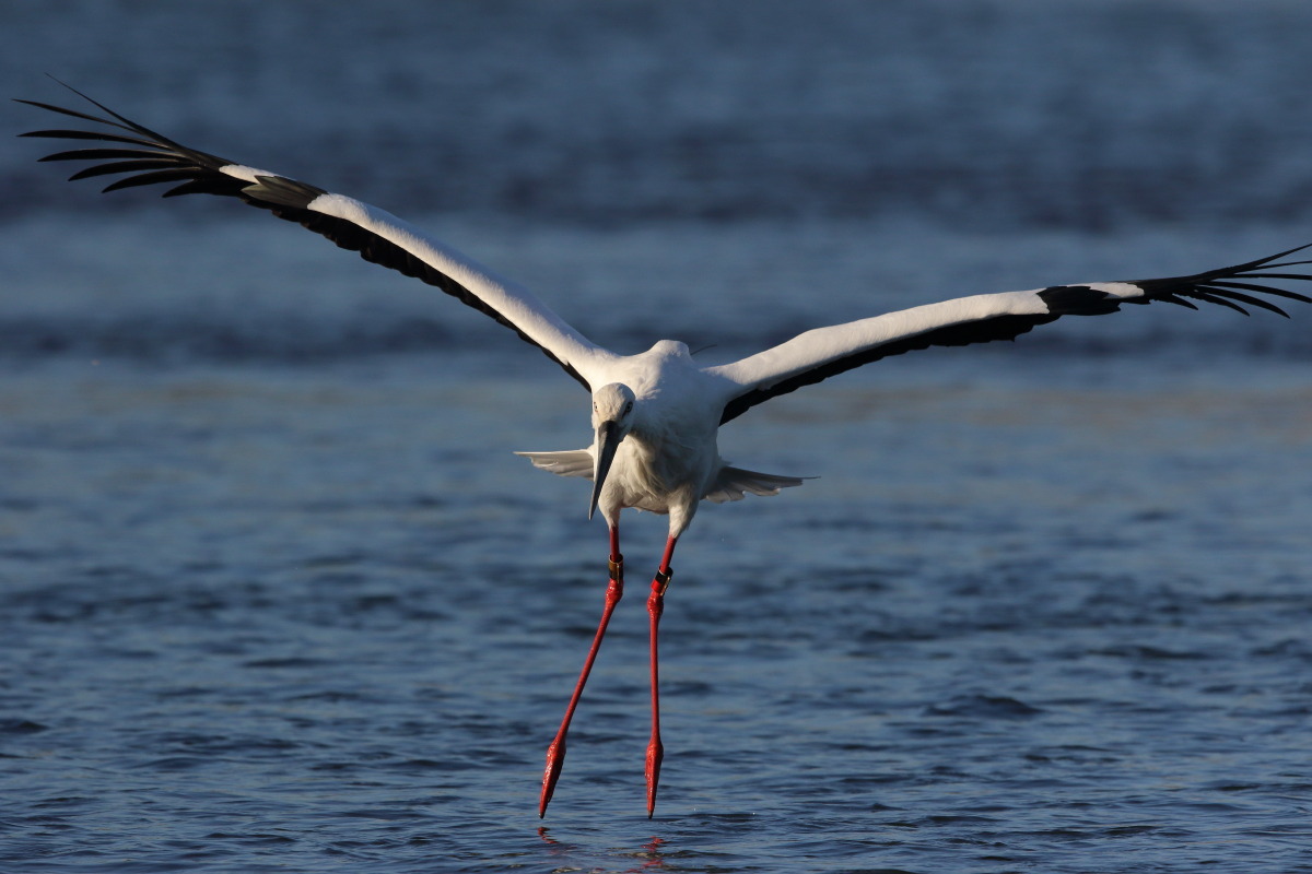 コウノトリ 感激の再会_f0369315_20162997.jpg