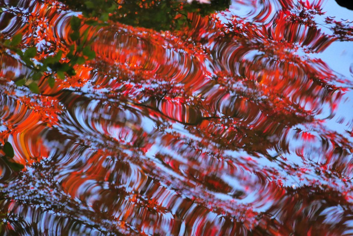 桐生・崇禅寺紅葉アラカルト・・・女郎蜘蛛もお出まし♪_a0031821_15182572.jpg