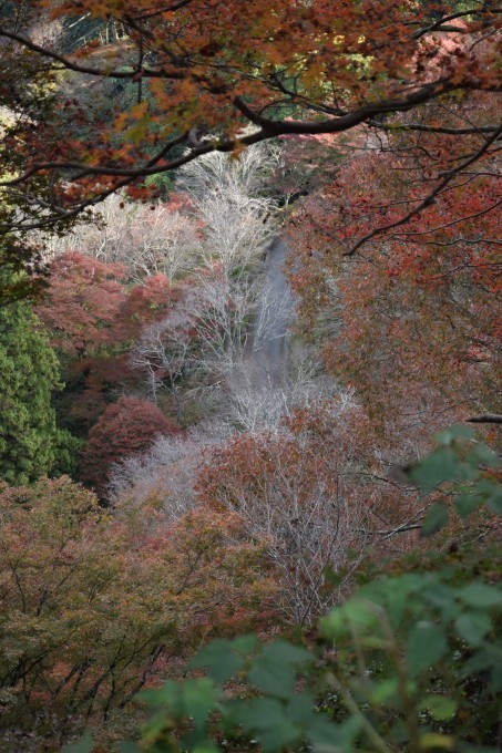 吉野山の紅葉_a0228333_03002118.jpg