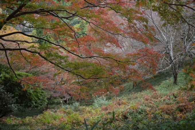 吉野山の紅葉_a0228333_03003035.jpg