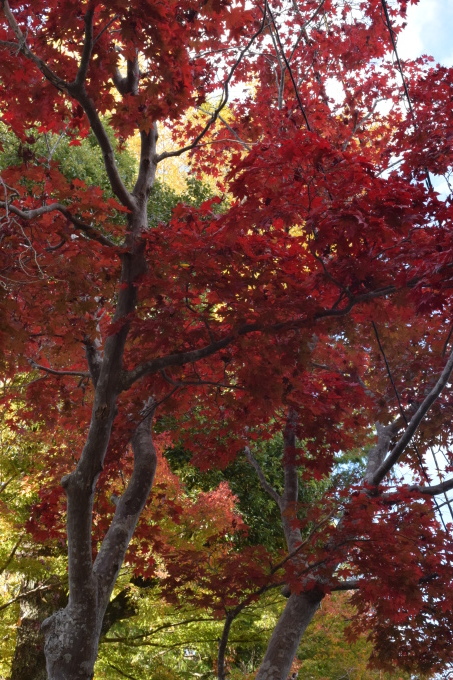 吉野山の紅葉_a0228333_03015291.jpg