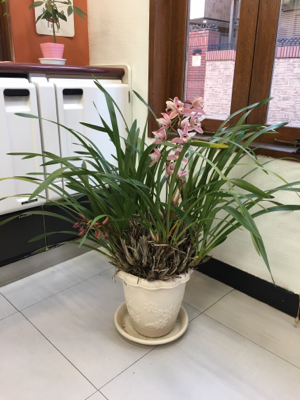 ミネラル鉱泉浴 の残り湯を植物に やっぱり気ままでいこう っと