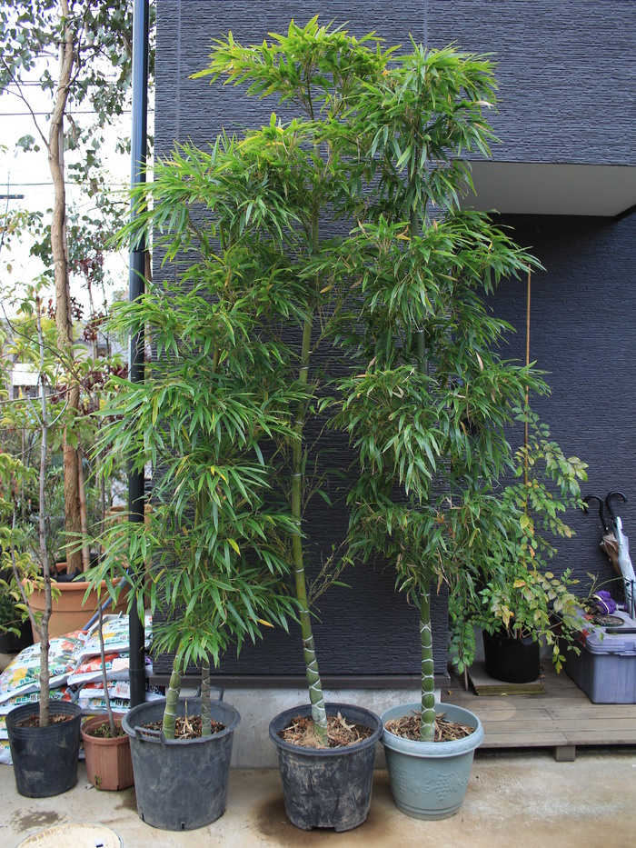 キッコウチク 亀甲竹 キッコウチク 販売 画像 写真 価格 値段 庭木 安行 植木 お問合せ商品 田中園 Shop Tanakaen Jp Web Magazine キッコウチク 亀甲竹 キッコウチク 販売 画像 写真 価格 値段 庭木 安行 植木 お問合せ商品 田中園 Shop Tanakaen Jp Web Magazine