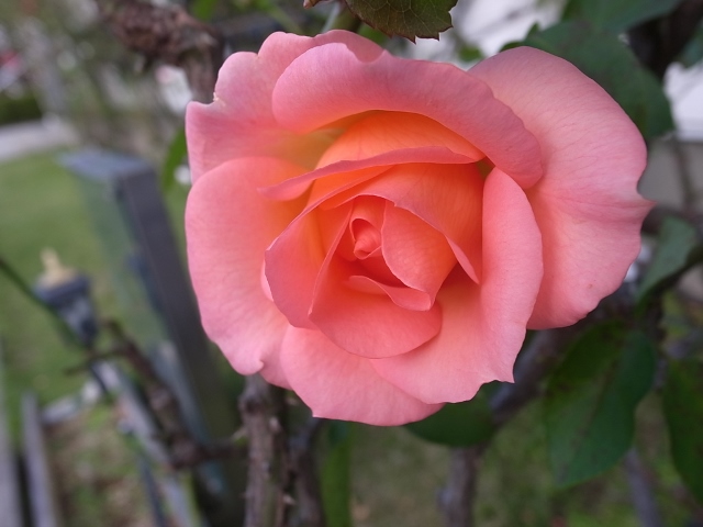 e0221148_1917256.jpg
