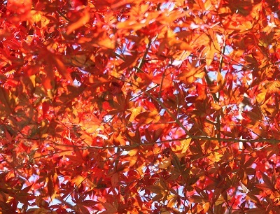 b0153550_17342732.jpg