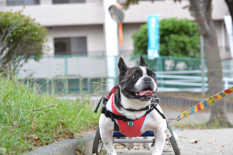 空がいた公園でどんぐり拾い_b0307951_21381093.jpg