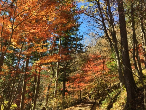 　　　　　　　　　　　　&#127809;付知峡紅葉情報最終&#127810;_e0020051_12555989.jpg